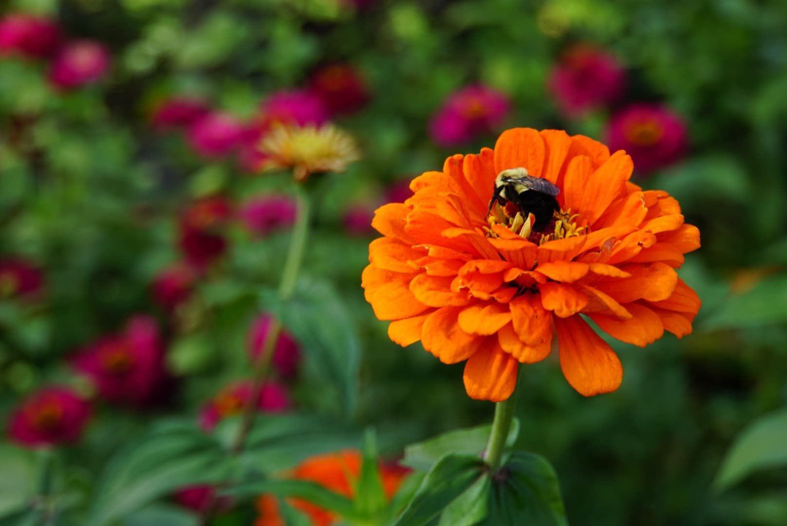 A truly Livable forest